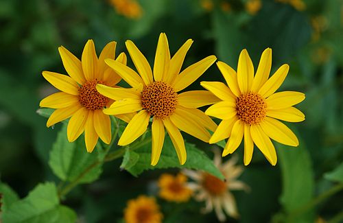 Heliopsis helianthoides